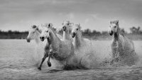367 - AU GALOP - VEKEMANS MURIEL - belgium <div : 2016, Camargue, chevaux, marais